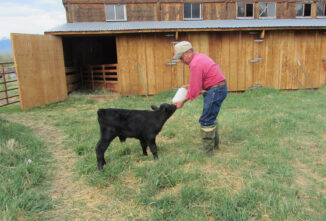 Orphan Calf Care